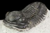 Gerastos Trilobite Fossil - Morocco #69099-4